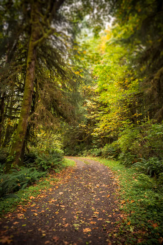 Volver al centro: comprender lo que te está pasando cuando la mente ya no puede más